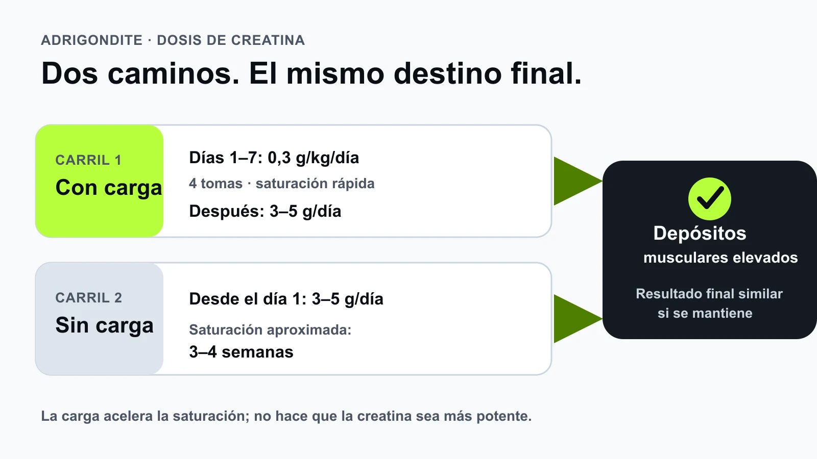 Comparación entre tomar creatina con fase de carga y tomar 3 a 5 gramos diarios sin carga; ambos protocolos terminan saturando los depósitos musculares