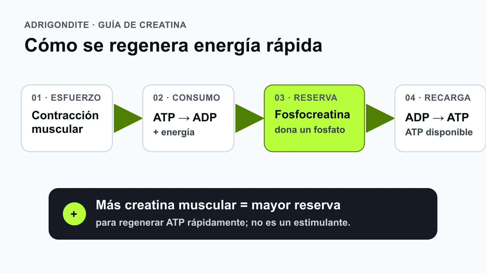 Diagrama del sistema de fosfocreatina: la fosfocreatina dona un fosfato al ADP para regenerar ATP durante esfuerzos breves e intensos